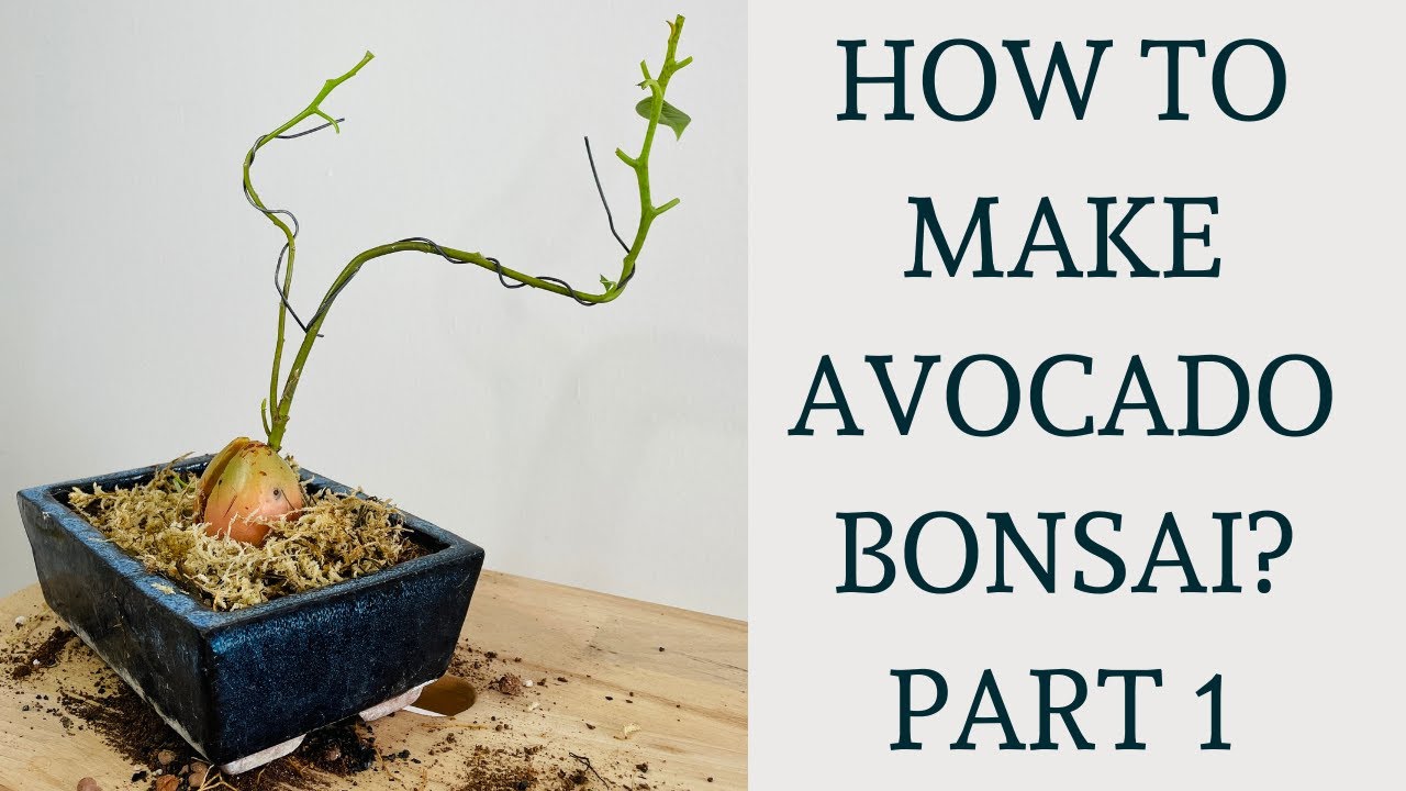 Avocado Bonsai  Can I Bonsai an Avocado Plant? (Yes!)
