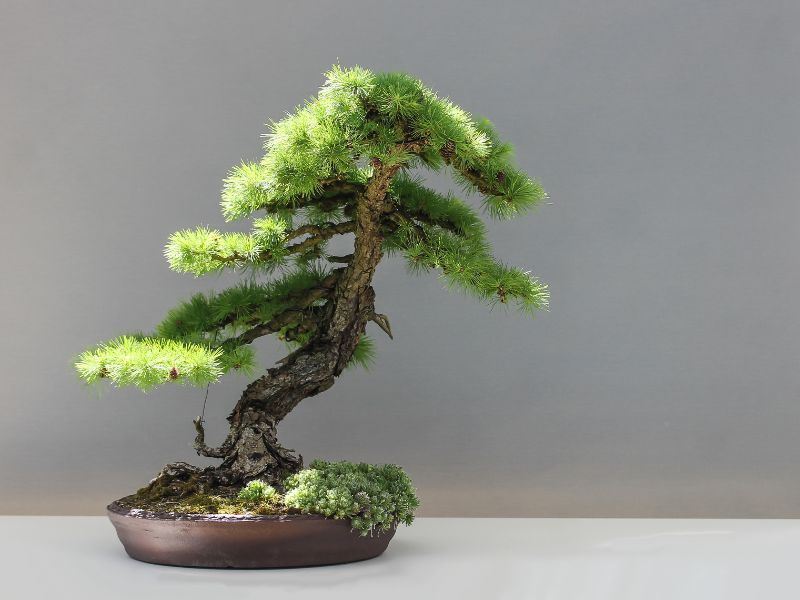 A small Larch Bonsai plant