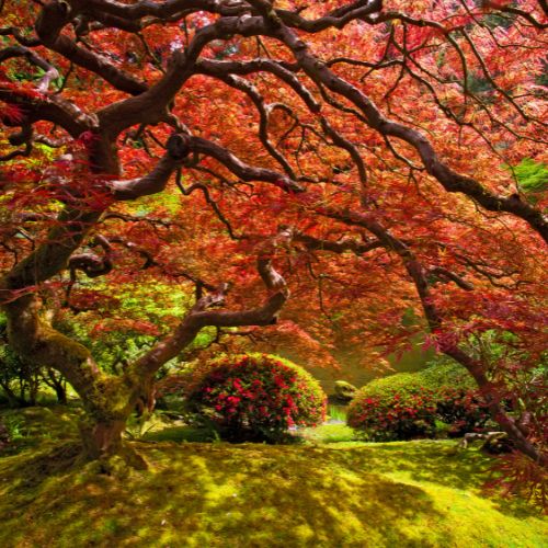 A very large maple tree with bent branches