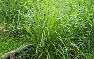 How to Grow Lemongrass At Home