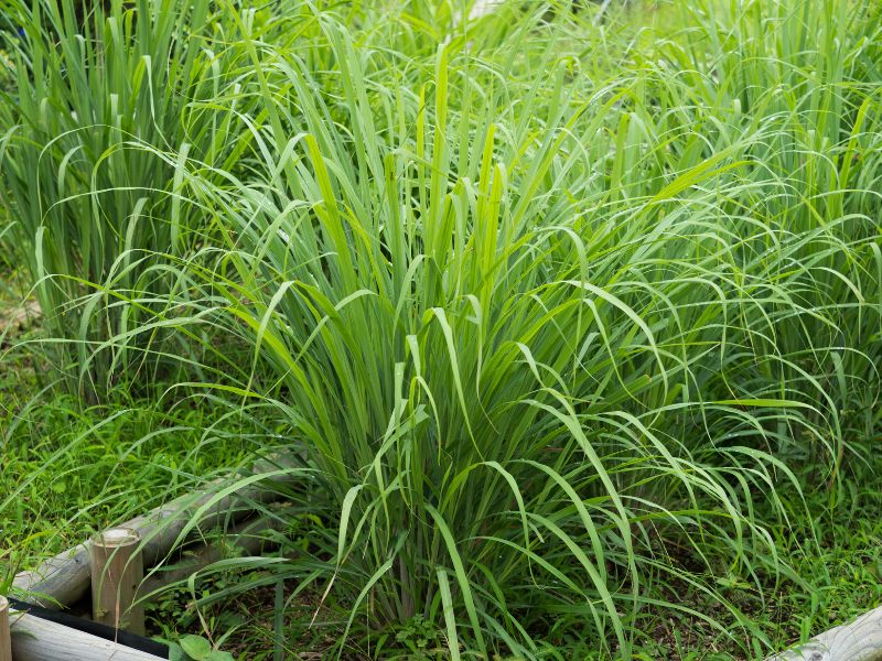 How to grow lemongrass in your home garden.