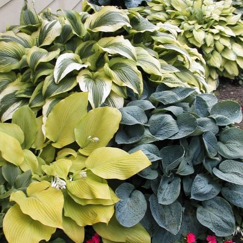 Multiple varieties of hosta plants