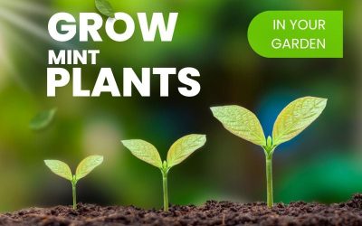 how to grow mint from seed