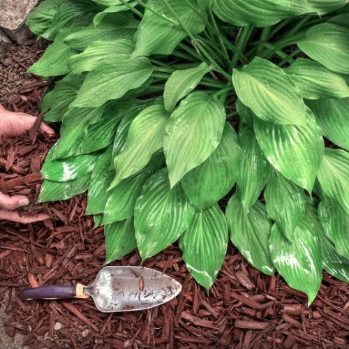 Applying mulch around a Hosta plant with a garden spade