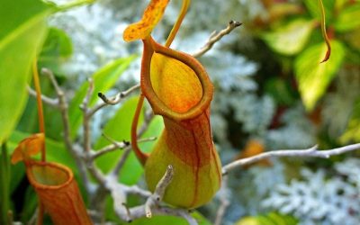 Pitcher Plants – Taking Care Of Yours With This Easy Grow Guide