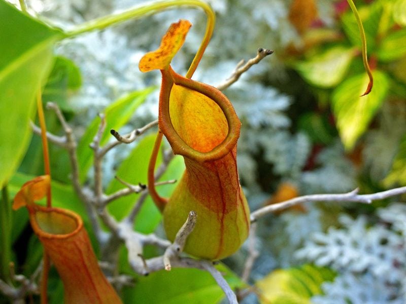 A pitcher plant