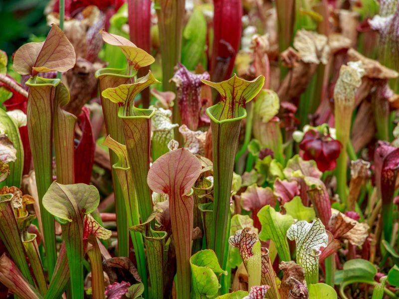 Many pitcher plants growing closely together.