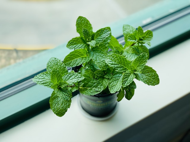 A small potted mint plant in a window