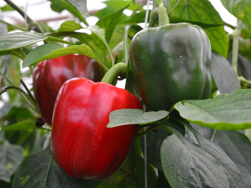 A red ripe bell pepper