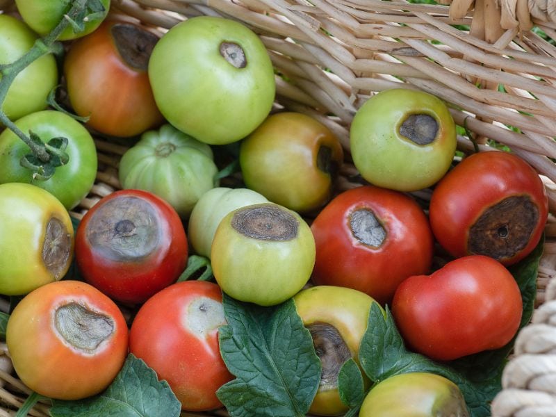 A basket of partially rotten tomatoes