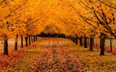 Fertilizing Maple Trees With The Best Fertilizer for Maple Tree Growth