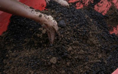 Best Carnivorous Soil Mix For Your Venus Fly Trap or Pitcher Plants