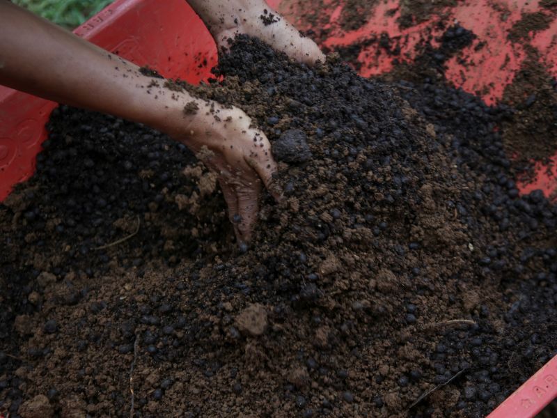 A healthy soil mix for carnivorous plants.