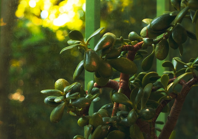 Close up of a plant