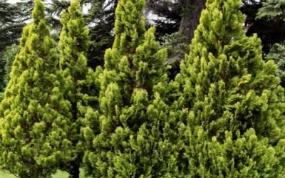 Three green Arborvitae trees growing in a row