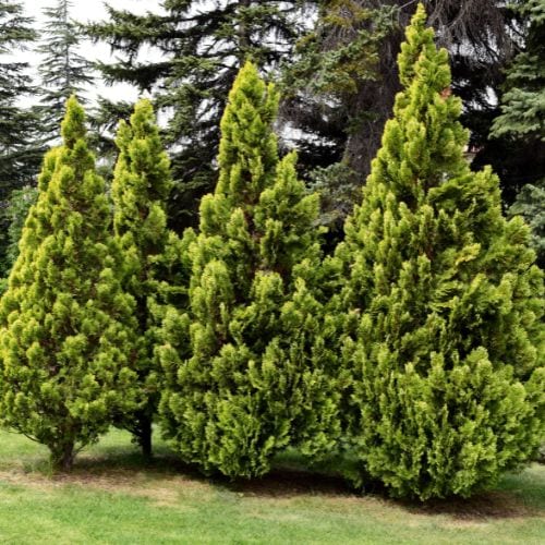 Fertilizing Arborvitae Trees – Best Fertilizer for Arborvitae