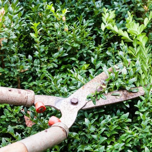 Someone using hedge trimmers to cut and prune a Boxwood shrub.