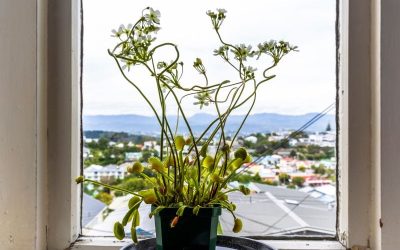 Venus Fly Trap Care and Growing Tips