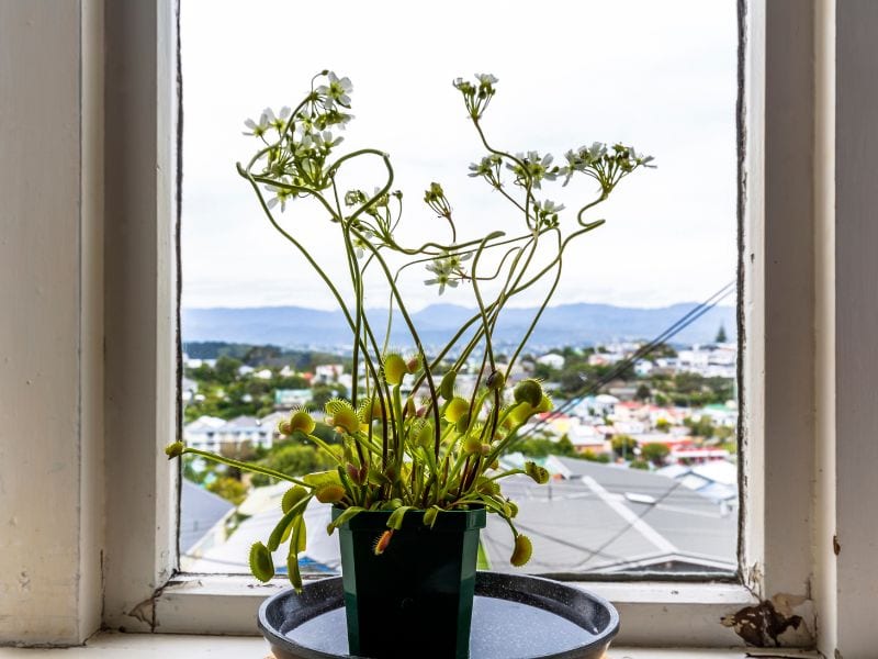 A venus fly trap plant in a window.