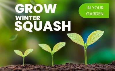 All About Growing Winter Squash In Your Garden