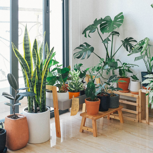 Benefits of Incorporating Plants Indoors