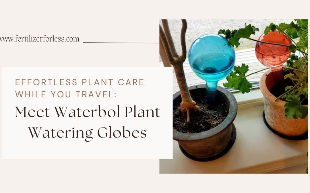 Meet Waterbol Plant Watering Globes