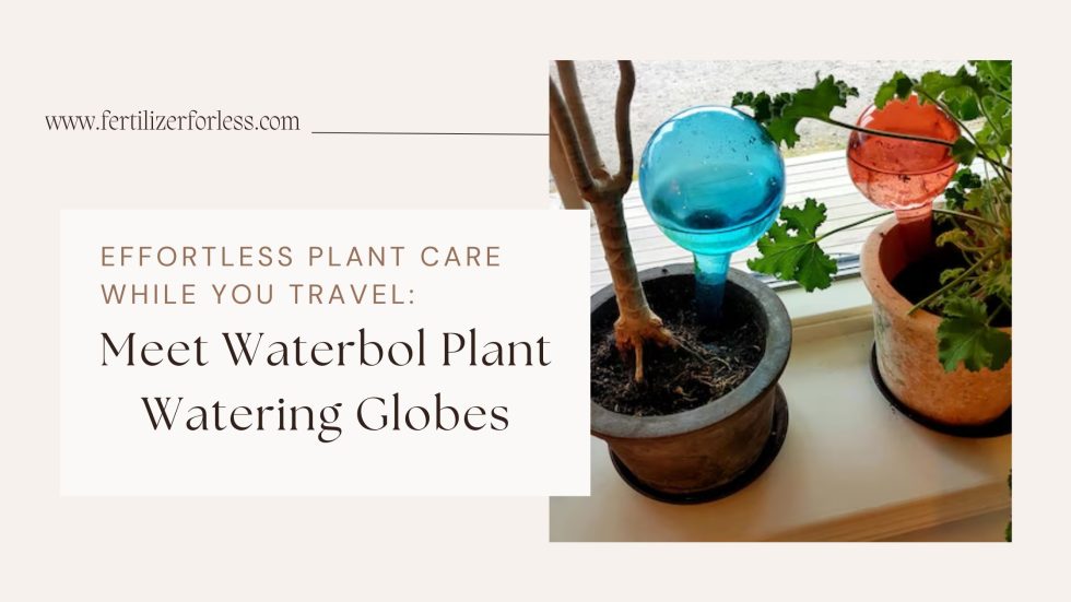 Meet Waterbol Plant Watering Globes