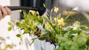 Other Plant Watering Solutions