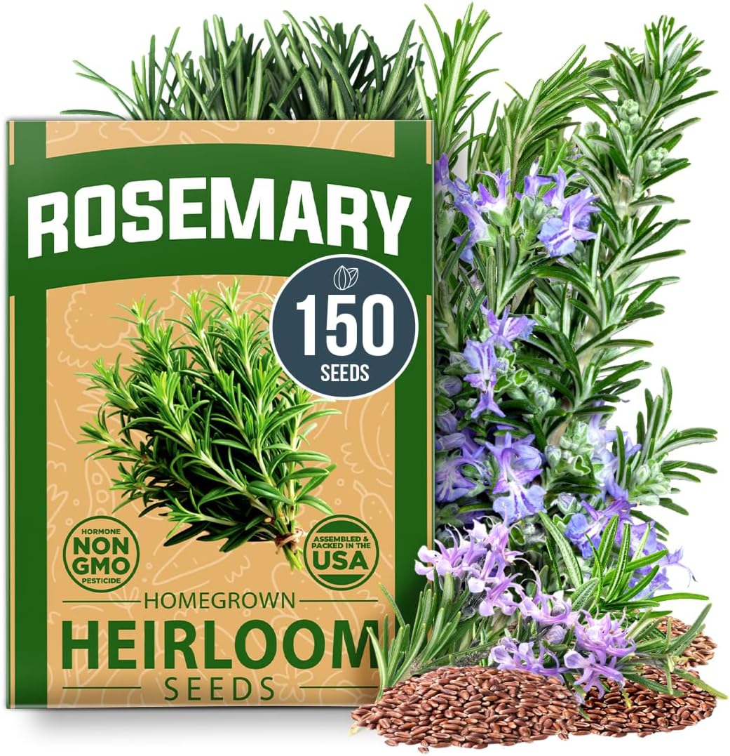 150 High Germinating Heirloom Herb Seeds for Planting in Indoor or Outdoor Herb Gardens (Salvia rosmarinus)