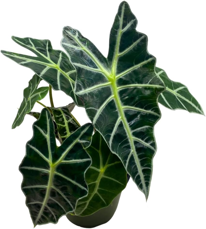 African Mask Plant