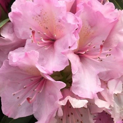 Bright pink flower