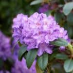 A Rhododendron with bright blooms
