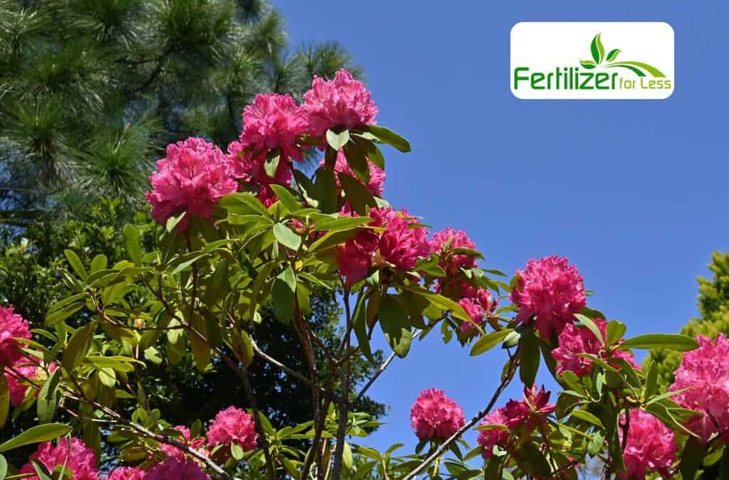 Rhododendron Flower