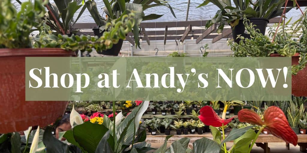 Shot at Andy's Now!
