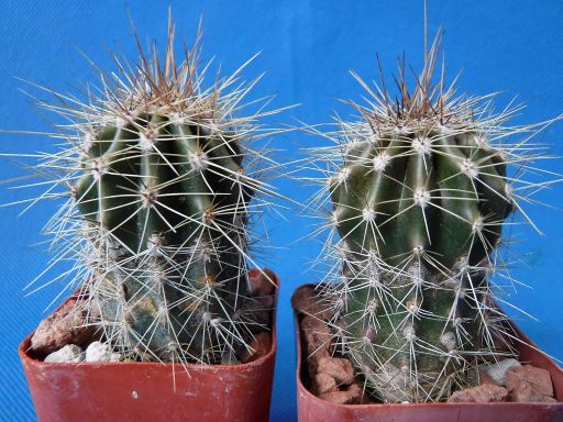 Saguaro Cactus Two (2!) Nice Spines Carnegiea gigantea 2