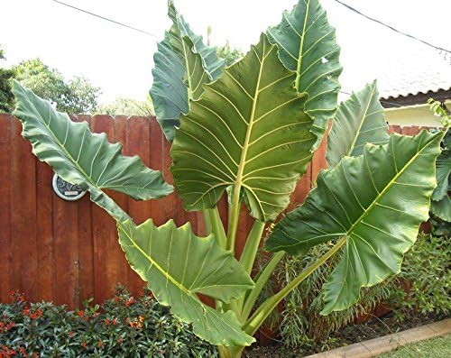 Upright Elephant Ear Plant With Glossy Leaves