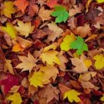 square icon showing leaves on the ground