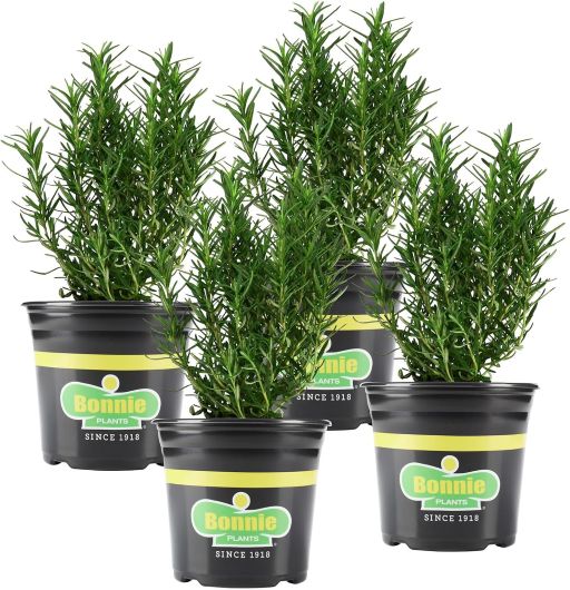 Live Aromatic and Edible Rosemary Herb Plant by Bonnie Plants